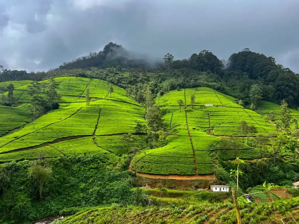 Itinéraire Sri Lanka 10 jours
